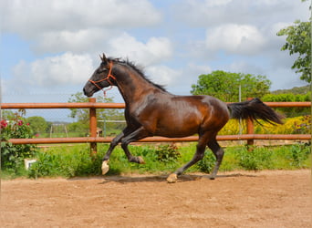 PRE, Ruin, 4 Jaar, 167 cm, Zwart