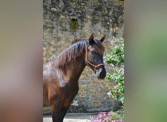 PRE, Ruin, 4 Jaar, 167 cm, Zwart