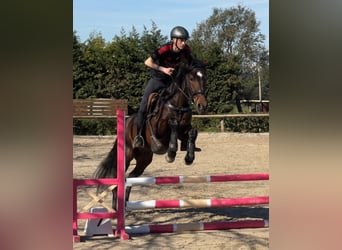 PRE Mix, Ruin, 4 Jaar, 168 cm, Donkerbruin