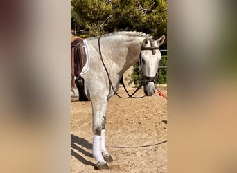 PRE, Ruin, 4 Jaar, 168 cm, Schimmel