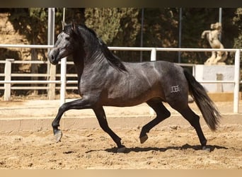 PRE Mix, Ruin, 4 Jaar, 168 cm, Schimmel