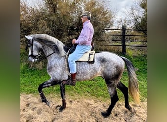 PRE Mix, Ruin, 4 Jaar, 170 cm, Appelschimmel