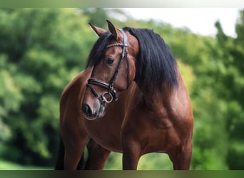 PRE Mix, Ruin, 4 Jaar, 170 cm, Bruin