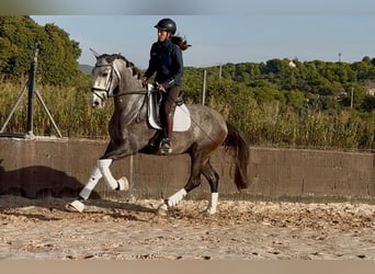 PRE Mix, Ruin, 4 Jaar, 170 cm, Schimmel