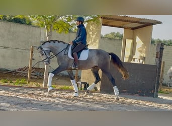 PRE Mix, Ruin, 4 Jaar, 170 cm, Schimmel