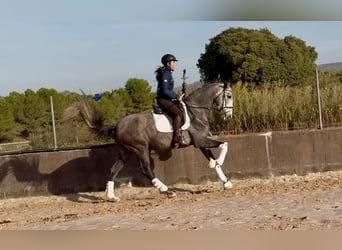 PRE Mix, Ruin, 4 Jaar, 170 cm, Schimmel