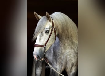 PRE Mix, Ruin, 4 Jaar, 171 cm, Schimmel