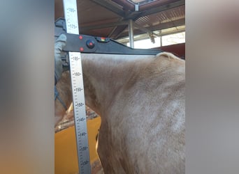 PRE Mix, Ruin, 4 Jaar, Palomino