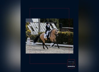 PRE, Ruin, 5 Jaar, 152 cm
