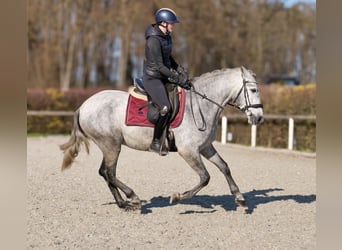PRE Mix, Ruin, 5 Jaar, 153 cm, Schimmel
