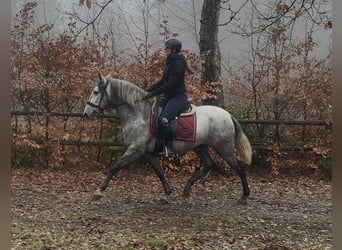 PRE Mix, Ruin, 5 Jaar, 153 cm, Schimmel