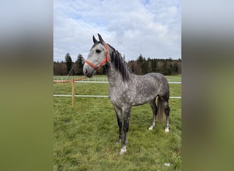 PRE Mix, Ruin, 5 Jaar, 154 cm, Appelschimmel