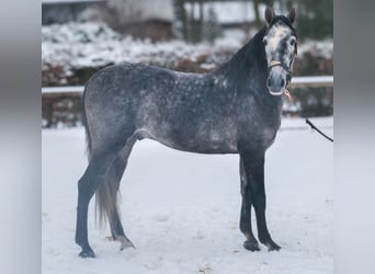 PRE Mix, Ruin, 5 Jaar, 155 cm, Blauwschimmel