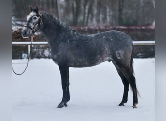 PRE Mix, Ruin, 5 Jaar, 155 cm, Blauwschimmel