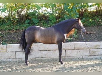 PRE Mix, Ruin, 5 Jaar, 155 cm, Falbe