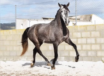 PRE, Ruin, 5 Jaar, 155 cm, Schimmel