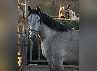 PRE Mix, Ruin, 5 Jaar, 156 cm, Buckskin