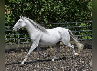 PRE, Ruin, 5 Jaar, 156 cm, Schimmel
