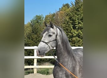 PRE Mix, Ruin, 5 Jaar, 157 cm, Appelschimmel
