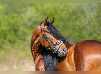 PRE, Ruin, 5 Jaar, 157 cm, Bruin