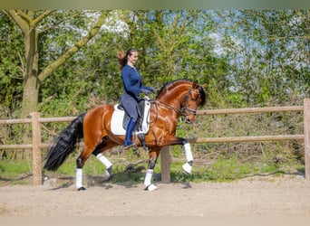 PRE, Ruin, 5 Jaar, 157 cm, Bruin