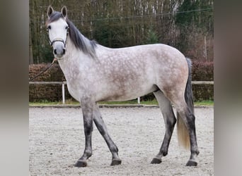 PRE Mix, Ruin, 5 Jaar, 158 cm, Schimmel