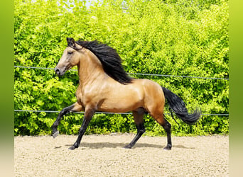 PRE, Ruin, 5 Jaar, 159 cm, Falbe