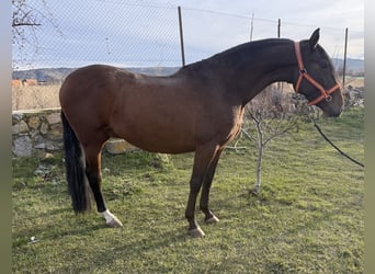 PRE, Ruin, 5 Jaar, 160 cm, Bruin