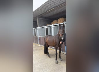 PRE Mix, Ruin, 5 Jaar, 160 cm, Donkerbruin