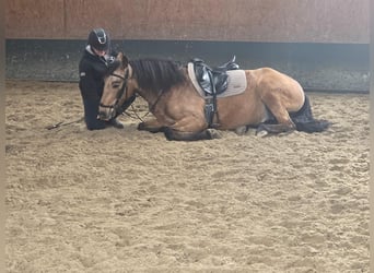 PRE, Ruin, 5 Jaar, 160 cm, Falbe