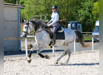 PRE Mix, Ruin, 5 Jaar, 160 cm, Schimmel
