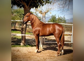 PRE Mix, Ruin, 5 Jaar, 160 cm, Vos