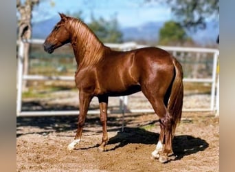 PRE Mix, Ruin, 5 Jaar, 160 cm, Vos