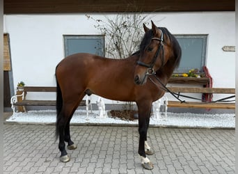 PRE, Ruin, 5 Jaar, 161 cm, Donkerbruin