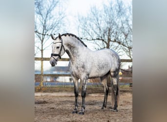 PRE, Ruin, 5 Jaar, 161 cm, Schimmel