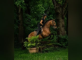 PRE, Ruin, 5 Jaar, 162 cm, Bruin