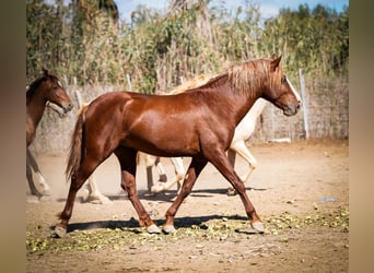 PRE Mix, Ruin, 5 Jaar, 162 cm, Donkere-vos