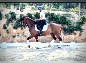 PRE Mix, Ruin, 5 Jaar, 162 cm, Vos