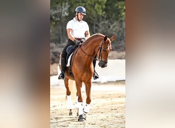 PRE Mix, Ruin, 5 Jaar, 162 cm, Vos