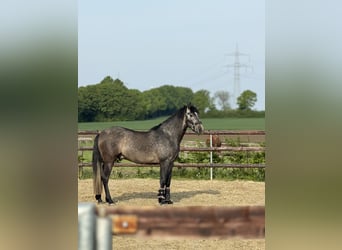 PRE, Ruin, 5 Jaar, 162 cm, Zwartschimmel