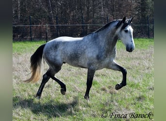 PRE, Ruin, 5 Jaar, 163 cm, Schimmel