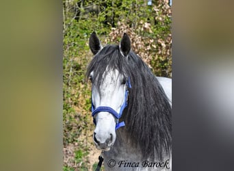 PRE, Ruin, 5 Jaar, 163 cm, Schimmel