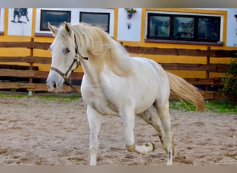 PRE, Ruin, 5 Jaar, 163 cm, Schimmel