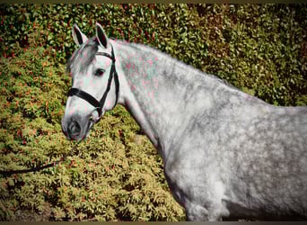 PRE, Ruin, 5 Jaar, 163 cm, Schimmel