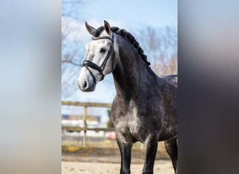 PRE Mix, Ruin, 5 Jaar, 164 cm, Schimmel