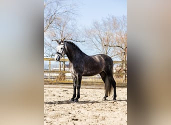 PRE Mix, Ruin, 5 Jaar, 164 cm, Schimmel