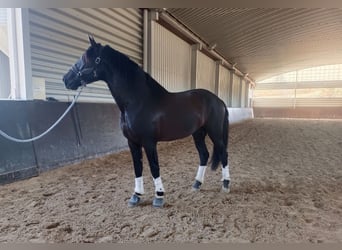 PRE Mix, Ruin, 5 Jaar, 164 cm, Zwart