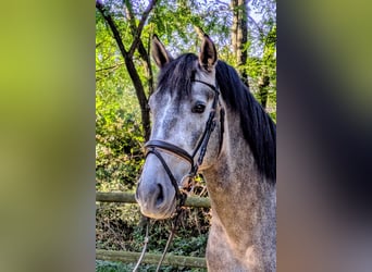 PRE, Ruin, 5 Jaar, 164 cm, Zwartschimmel