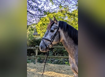 PRE, Ruin, 5 Jaar, 164 cm, Zwartschimmel