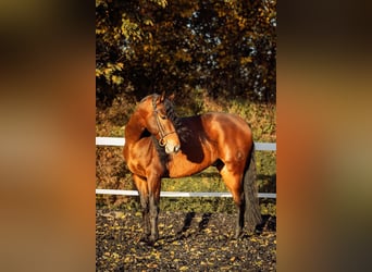 PRE, Ruin, 5 Jaar, 165 cm, Bruin